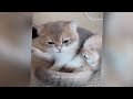 CLASSIC Dog and Cat Videos😁1 HOURS of FUNNY Clips😹