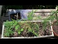 Unboxing Maybe The Rarest Cypress, And More On The Bermuda Cedar | Plants