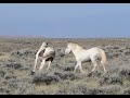 Band of Brothers - McCullough Peaks Wild Horses