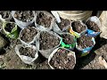 How To Grow Moringa Tree From ODC 3 Seeds |सहजन के पौधे कैसे उगाए |Drumstick Tree Seeds | ODC3