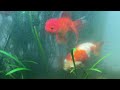 They had Babies! Goldfish Community Breeding Planted Aquarium Tank