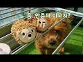 애착인형 몰래 빨아서 삐진 강아지 결국..ㅋDog's favorite doll