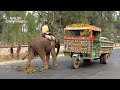 Elephant Video Funny | Bangladeshi Elephant Poop | Watch How Elephant Defecate On Bangladesh Streets