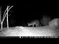 Playful Gray Foxes