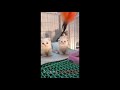 Cats just never fail to make you laugh and happiness - Funny cat compilation
