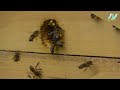 My bees this spring / slow motion 4K