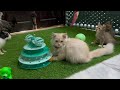 Funniest Cats and Dogs 2024 😹🐶 New Funny Animals Video 😍 Part 2