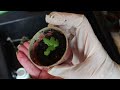 Easiest way to propagate most plants from cuttings
