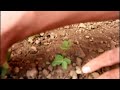 How To Grow,Peanuts