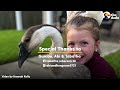 Goose Follows Little Girl Home | The Dodo