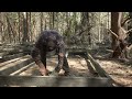 Building a cabin in the woods asmr, no talking, off grid living (long version)