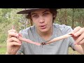 How to find Spiders in Australia! HD