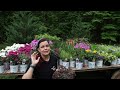 Perennials You Will Want to Add to Your Garden | Gardening with Creekside