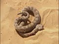 Sand Cat VS Desert Snake