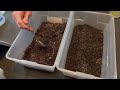 How to Culture Springtails- Care, Feeding, and More!