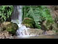 Relaxing Water Sounds Trickling in the Forest, Peaceful water