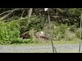 Coyote laying in the grass