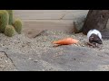 Cat Games | Cat TV | Video For Cats | adorable mouse digging burrows, squabble playing on Screen