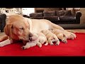 The Cutest Labrador Puppies From June!!