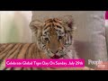 Animal Planet's Big Cat Expert Dave Salmoni Celebrates Global Tiger Day With Tiger Cub | PeopleTV