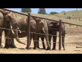 Sanctuary for the Toronto Zoo elephants - the fifth estate