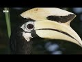 Devoted hornbill couple turn nest into fortress 🌳 | Planet Earth III- BBC