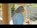 Budgie Sounds 3 hours Help Lonely Budgies To Chirp