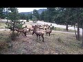 The call of the Bull Elk