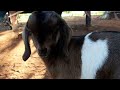 Baby's goat start walking