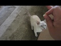 Cat Tricks - Simple Commands - Tonkinese (HD)