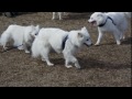 Eskimo Dog ReUnion 2012 Apr 21