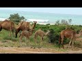 Alien Eden: Socotra’s Dragon's Blood Trees & Mystical Landscapes