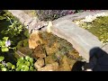 Pond Video