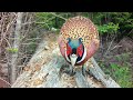 Cool Closeups on The Log ~ Pheasant, Squirrel, Blue Jays and Crows