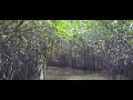 My dad went to Mangrove forest with his colleagues in the boat.