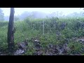 30 Minutes natural rain sounds to calm the mind, nature sounds