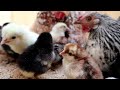 35 فراخ مع دجاجتين | حصاد بيض الكتاكيت | عملية تكاثر الدجاج | تفقيس بيض الدجاجة
