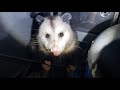 Feeding a visiting Virginia Opossum in my outdoor grill