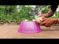 Unbelievable ! Fastest Bird Trap Make From Basket And 2 Milk Cans - Easy Technology Quail Trap