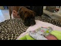 Boxer dog meets newborn baby