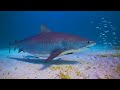 Bajo el Mar Rojo 4K - Hermosos Peces de Arrecife de Coral - Animales Marinos Para Relajarse #6