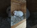 Just snack time ( baby bunnies getting some noms) 😋#bunnybaby #farm