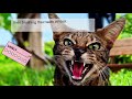 BENGAL CAT VS SAVANNAH CAT (Breed Comparison) Which one should you choose?