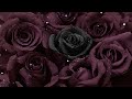 Twin Flames - Channeled message - The Black Rose