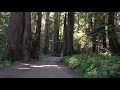 Redwood National Park 4K - Scenic Drive - California