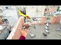 नए कबूतर को भागने से कैसे रोके ? || HOW TO TRAINED NEW PIGEONS