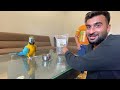 Ye Tha Surprise|Macaw Parrot Le Aiy😍