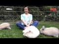Record Breaking Rabbits: Angora Bunnies Get Blow-Dried
