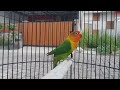 Masteran lovebird ngekek panjang, efektif memancing emosi Bunyi, semua labet ikut ngekek