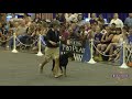 2018 Houston World Series of Dog Shows - Friday